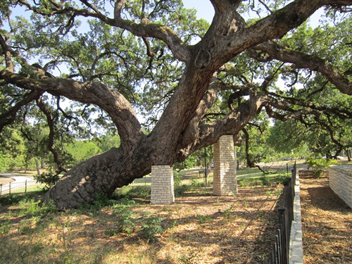 Founders Oak